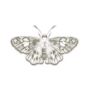 Billy Coull Moth image transformation.